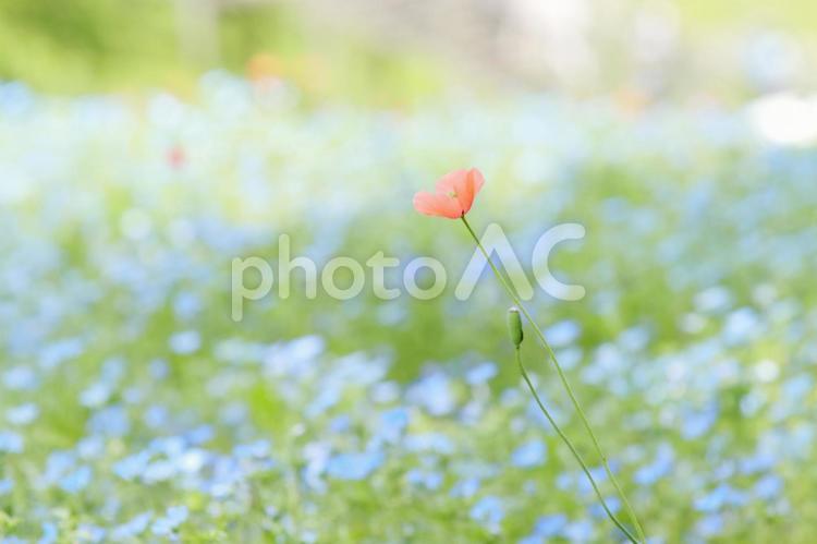 ポピーとネモフィラ ポピー,ネモフィラ,一輪の写真素材