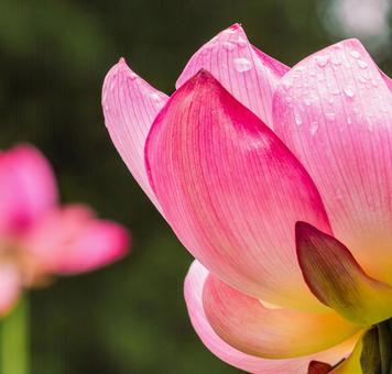 Photo, ancient lotus, lotus, lotus flower, 