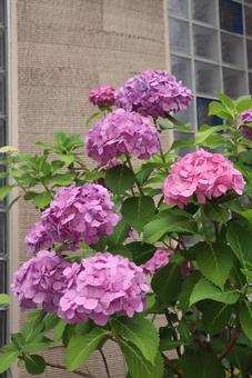 紫陽花の階段 紫陽花の階段の写真