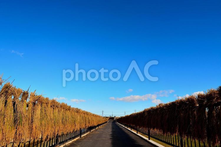 沖縄の風景５ 道,風景,道路の写真素材