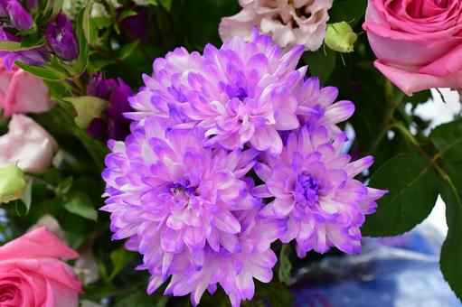 紫色のスプレーマム スプレーマム,紫色,フラワーガーデンの写真素材