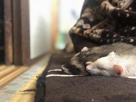 フェレット フェレット フェレット,動物,エキゾチックアニマルの写真素材