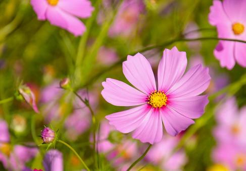 花開いたピンクのコスモス コスモス,秋,花の写真素材