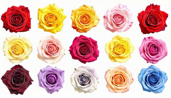 薔薇 デザイン素材 (背景透過) 薔薇 デザイン素材 (背景透過)の写真