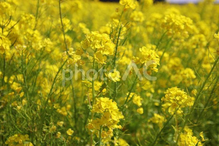 福岡県古賀市の筵内菜の花公園 福岡県,古賀市,むしろうちの写真素材