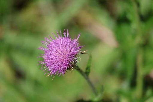 ピンクの花ぴらのアザミの花のアップ ピンクの花ぴらのアザミの花のアップの写真