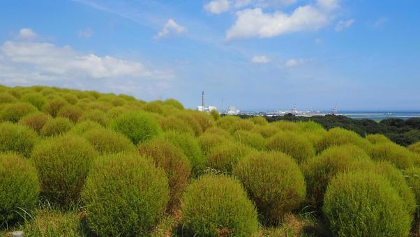 ひたち海浜公園・色づき始めたコキア&港湾 ひたち海浜公園・色づき始めたコキア&港湾の写真