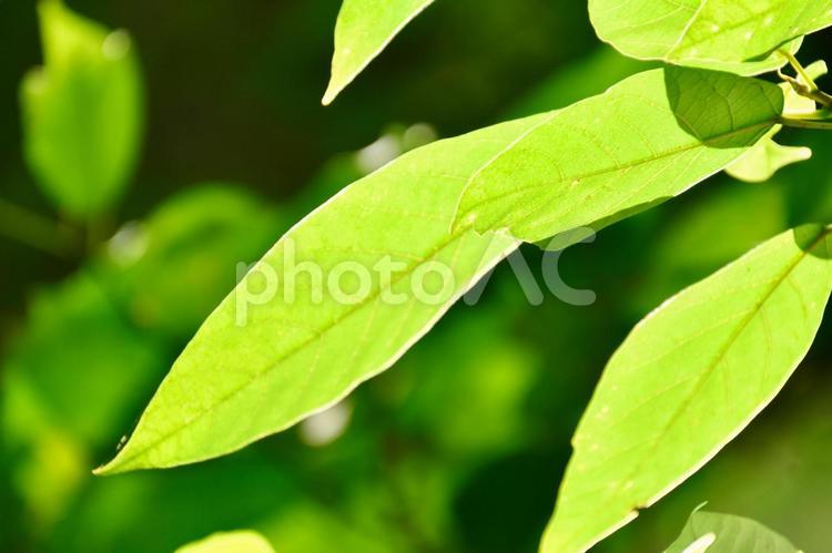 かがやく新緑の季節のイメージの背景素材 新緑,夏,木々の写真素材