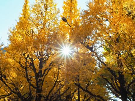 明治神宮外苑イチョウ並木 明治神宮,外苑,イチョウの写真素材