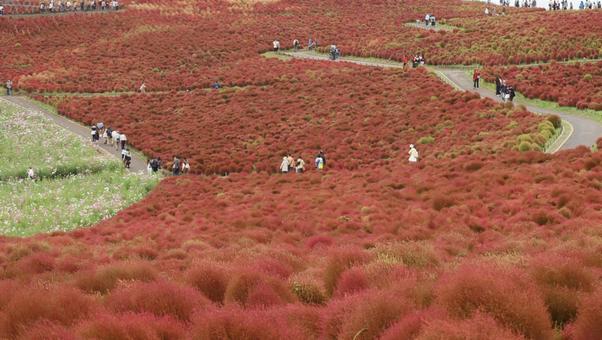 海辺の赤い絨毯 海辺の赤い絨毯 コキア,秋,自然の写真素材