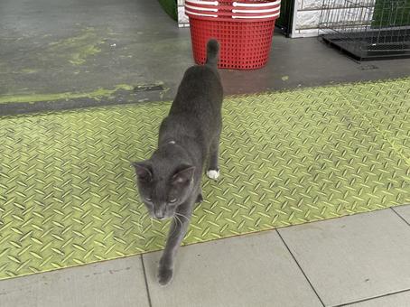 Cat, JPG