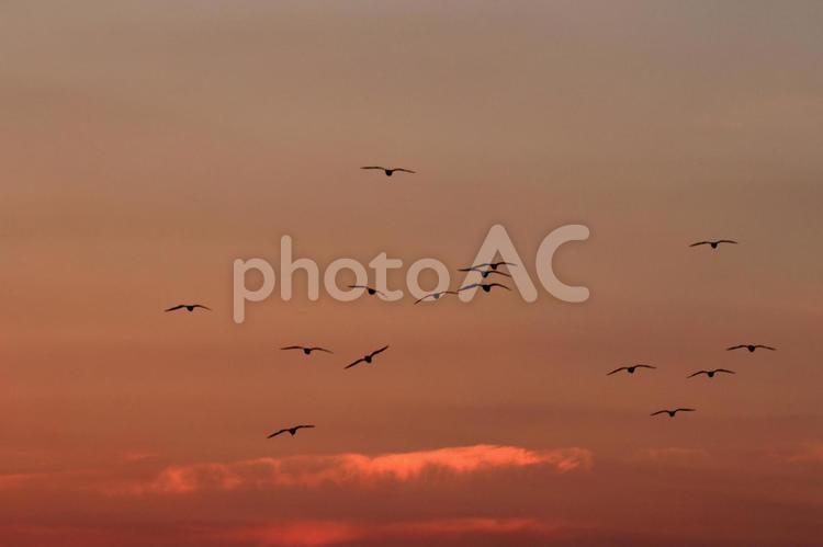 カモメと夕焼け カモメ,夕焼け,鳥の写真素材