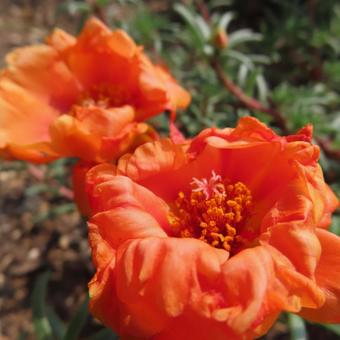 マツバボタン(松葉牡丹) マツバボタン(松葉牡丹) マツバボタン,松葉牡丹,花の写真素材