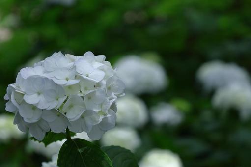 Photo, hydrangea, flower, hydrangea plant, 