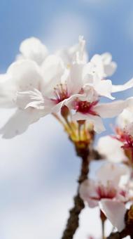 桜 桜の写真