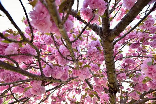 八重桜 八重桜の写真