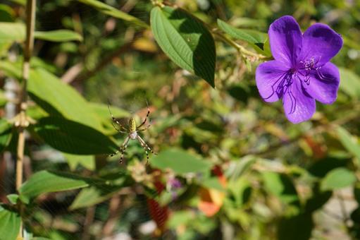 紫色の花とナガコガネグモ 紫色の花とナガコガネグモ 蜘蛛,ナガコガネグモ,コガネグモの写真素材