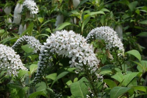 オカトラノオ・岡虎の尾　咲く風景 オカトラノオ,草花,総状花序の写真素材