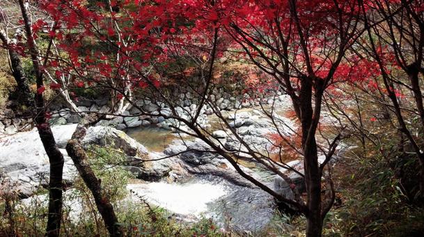 紅葉 紅葉の写真