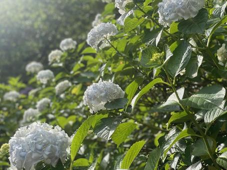 紫陽花 紫陽花,アジサイ,白の写真素材