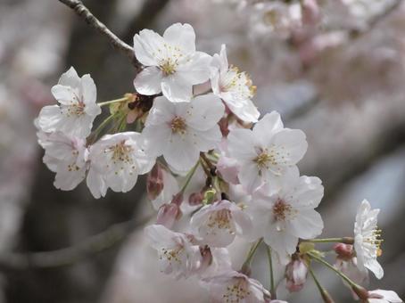 桜の花びら 春 桜の花びら 春の写真