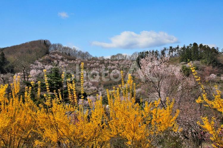 花見山公園の春の花風景 桜,花,春の写真素材