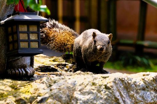 目が合ったリス 目が合ったリス リス,りす,小動物の写真素材