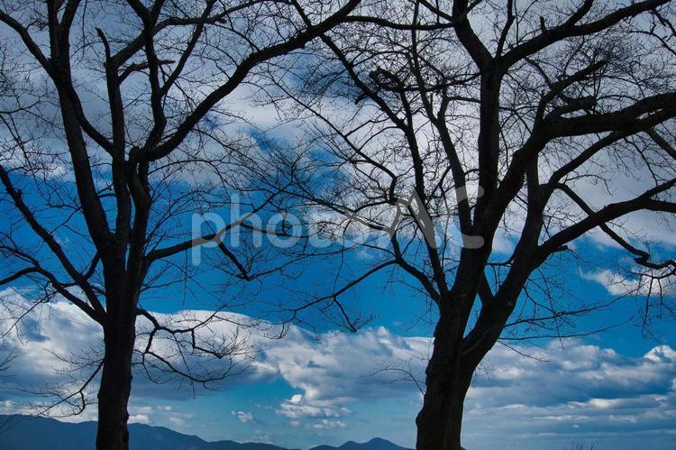 冬の青空と木04 青空,快晴,晴天の写真素材