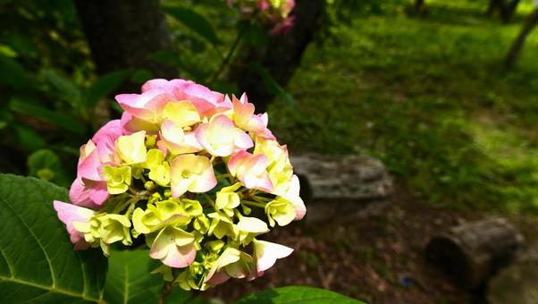 紫陽花の花 紫陽花の花の写真