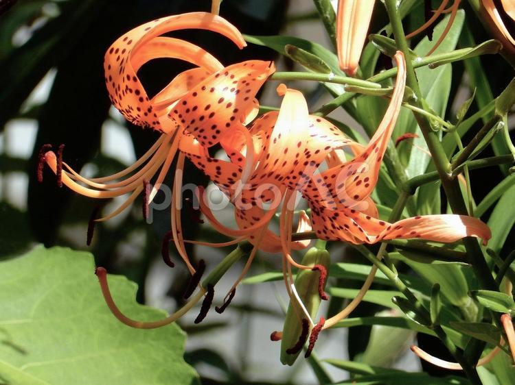 【花の写真】オニユリ（鬼百合） 鬼百合,オニユリ,オレンジ色の写真素材