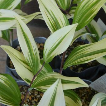 Variegated Polygonatum edulis Leaves of Polygonatum edulis, leaf, color reef, amadocoro, JPG