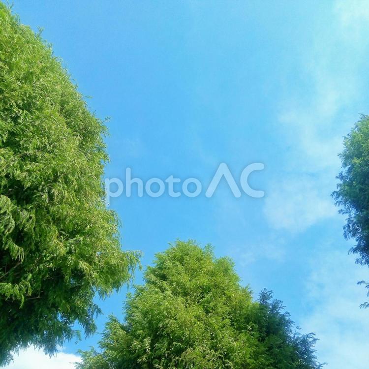 街路樹の上の空 上空,街路樹,青空の写真素材