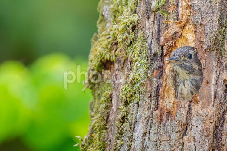 巣穴から顔を出すコゲラ・コピースペース コゲラ,キツツキ,野鳥の写真素材