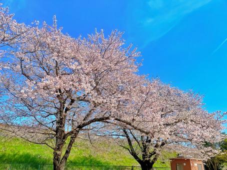 桜 桜,サクラ,春の写真素材