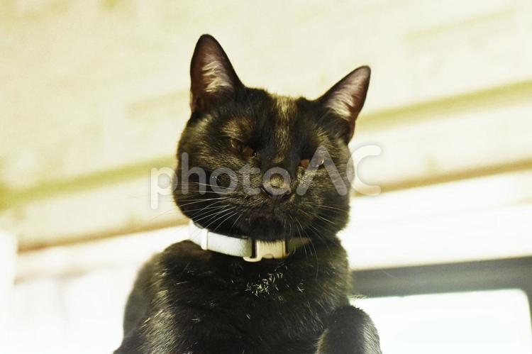 黒猫れん　眠いの… 猫,黒猫,黒の写真素材