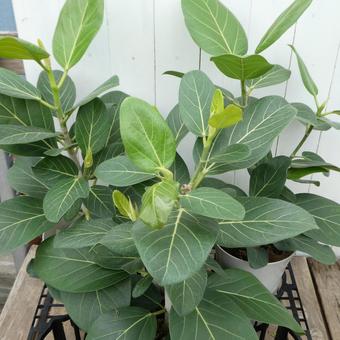 ゴムの木 ベンガルゴムの鉢植え ゴムの木 ベンガルゴムの鉢植え 観葉植物,鉢植え,葉の写真素材