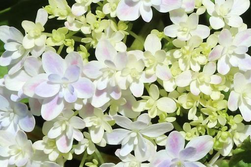 アジサイの花 アジサイの花の写真
