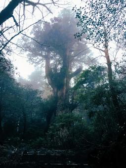 霧に包まれる屋久島の神秘的・幻想的な森﻿ 屋久島,原生林,森の写真素材