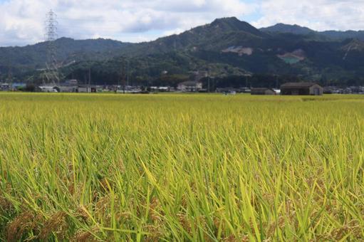 金色の稲穂の田んぼの町と山と空の風景 金色の稲穂の田んぼの町と山と空の風景の写真