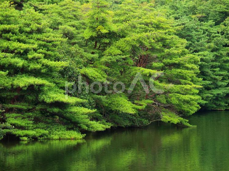 池のほとり 池,水面,湖の写真素材