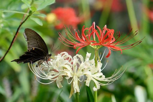 激情之花, JPG 激情之花, plant, flower, cluster amaryllis, JPG
