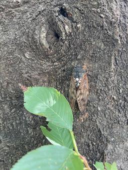 アブラゼミ せみ,木,自然の写真素材