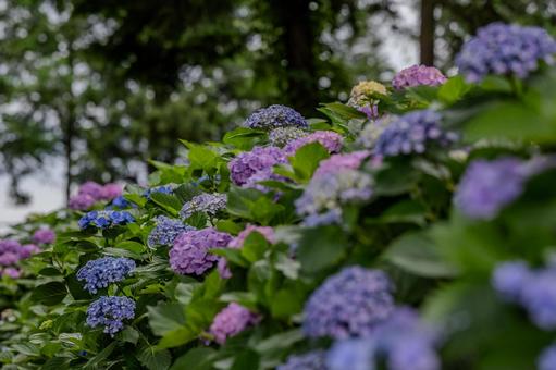 指扇アジサイまつり2025年 指扇アジサイまつり2025年の写真