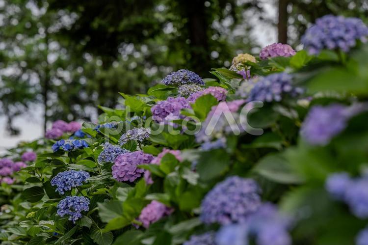 指扇アジサイまつり2025年 アジサイ,紫陽花,花の写真素材