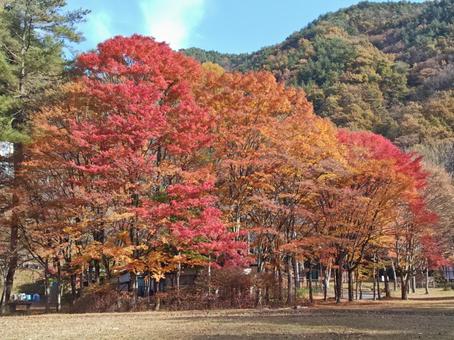 紅葉のグラデーション 秋,もみじ,こうようの写真素材
