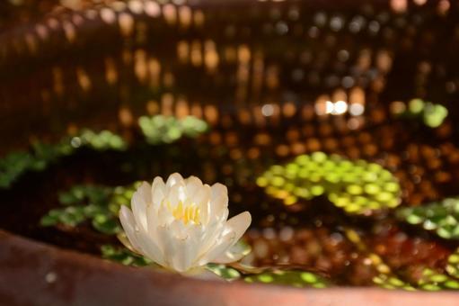 Photo, water lily, asian, waterside flowers, 