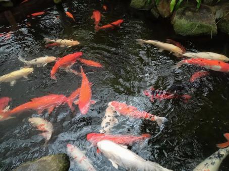 鯉 鯉,池,自然の写真素材