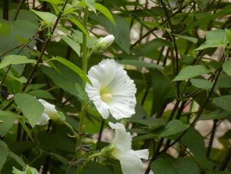 【花の写真】タチアオイ(立葵) 【花の写真】タチアオイ(立葵)の写真
