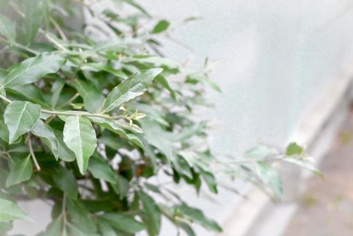 散歩の途中の葉の写真