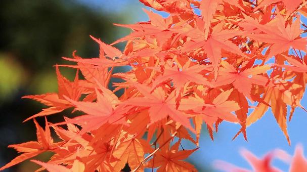 秋の紅葉 湖東三山西明寺 秋の紅葉 湖東三山西明寺 紅葉,秋,西明寺の写真素材